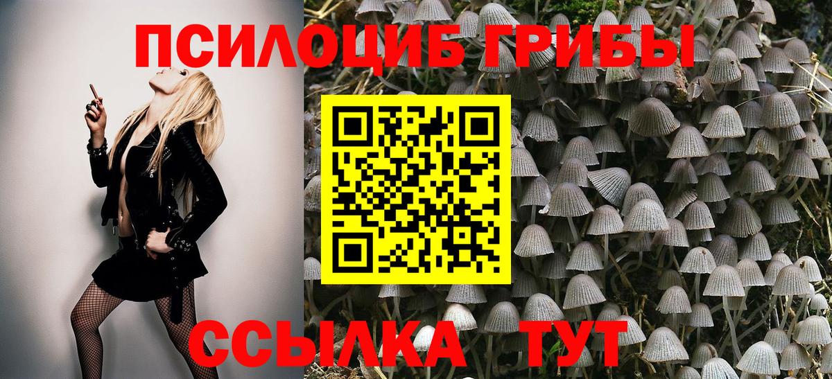 Псилоцибиновые грибы Psilocybe Североуральск